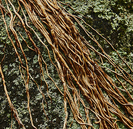 Tongkat Ali & Maca Root — Hormone Optimization