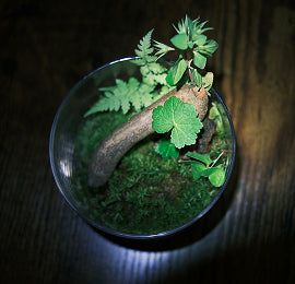 Horny Goat Weed — Energy & Endurance